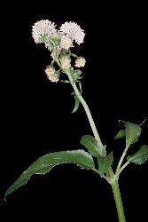 Image: P.B. Heenan © Landcare Research 2012 